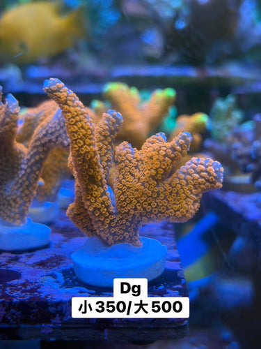 雙色Dg - 我家有魚 House fish