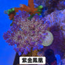 紫金鳳凰 - 我家有魚 House fish