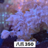 加勒比八爪 - 我家有魚 House fish