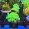 螢光單包 - 我家有魚 House fish