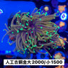 人工古銅金米粉 - 我家有魚 House fish