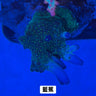 藍蕉 - 我家有魚 House fish