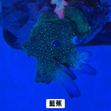 藍蕉 - 我家有魚 House fish