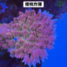 櫻桃炸彈 - 我家有魚 House fish
