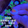入門珊瑚 - 我家有魚 House fish