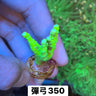 彈弓 - 我家有魚 House fish