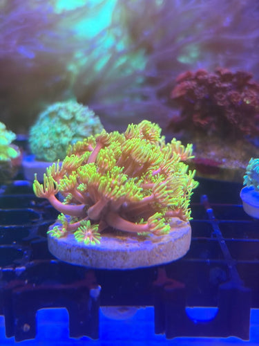 Rr人工單包 - 我家有魚 House fish