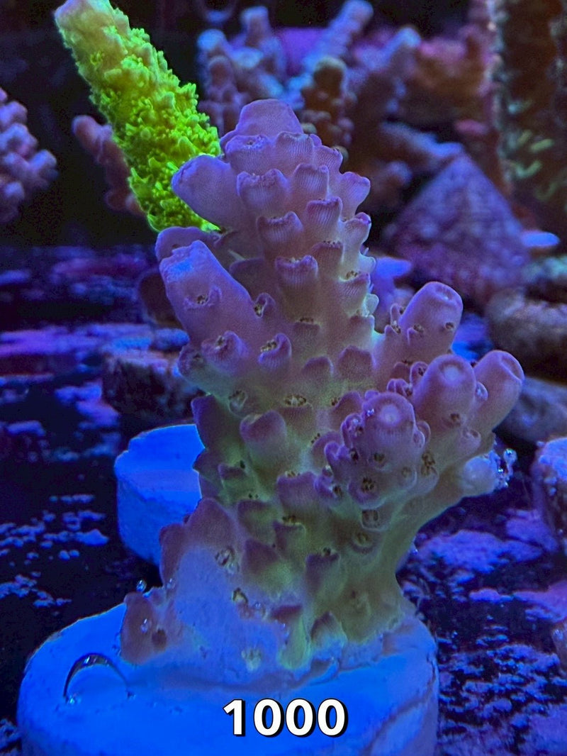 SPS - 我家有魚 House fish