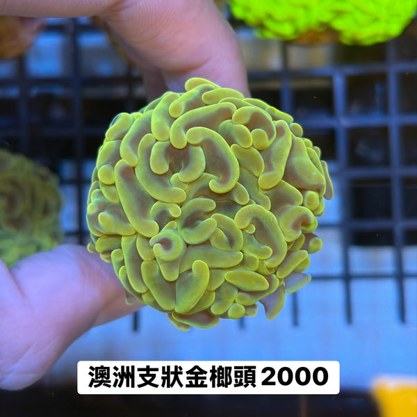澳洲支狀金榔頭