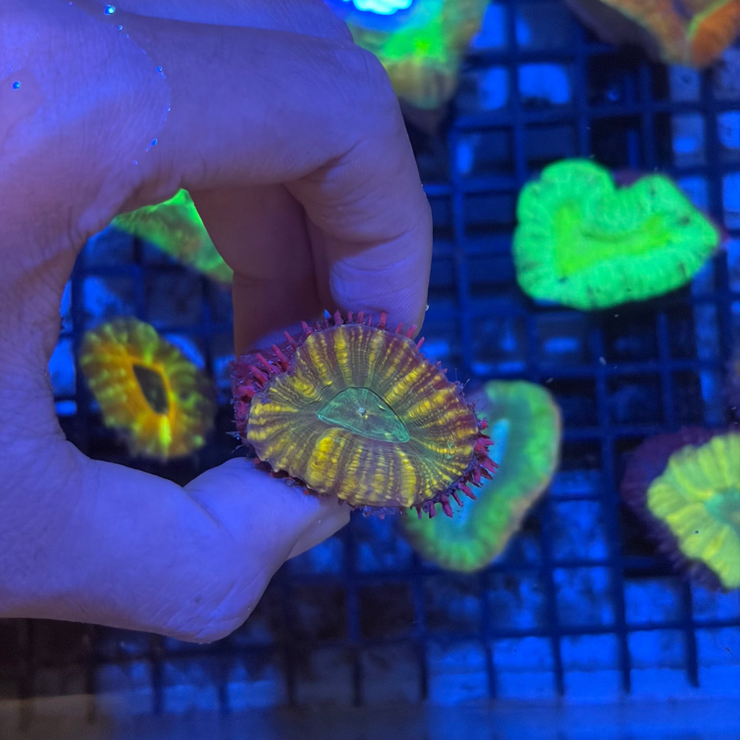 澳洲刺腦