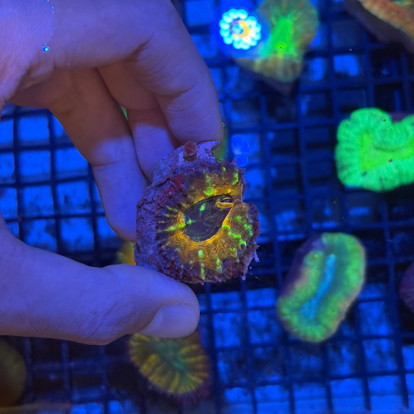 澳洲刺腦