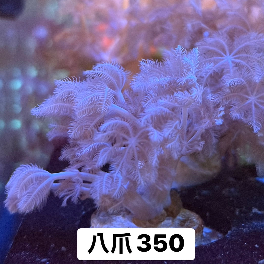加勒比八爪