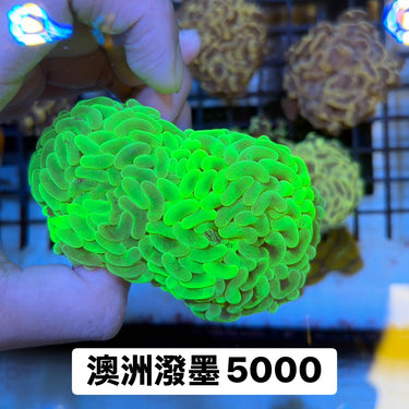 澳洲脈狀榔頭