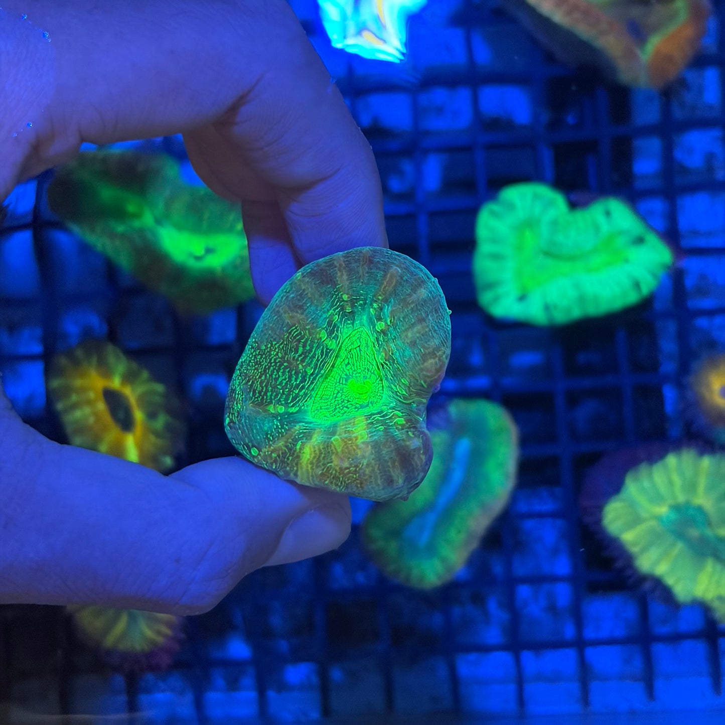 澳洲刺腦