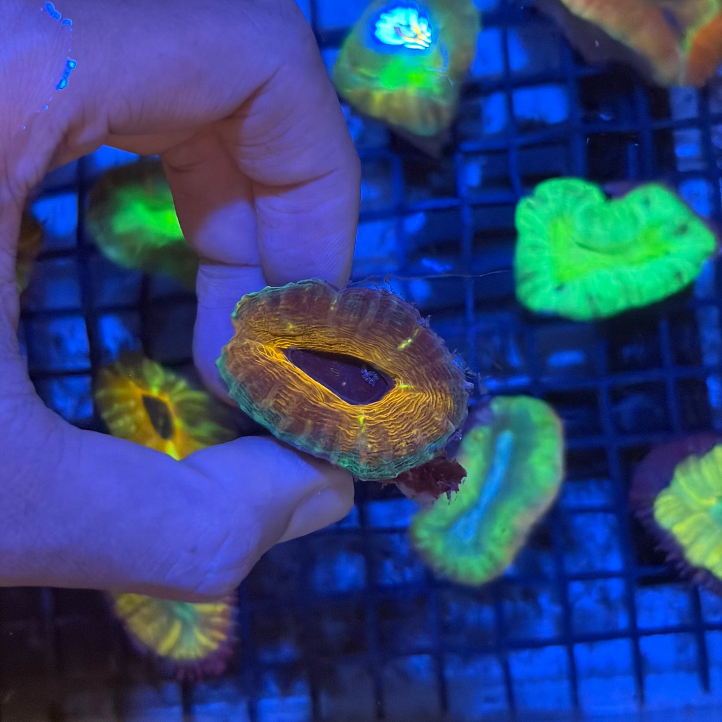 澳洲刺腦