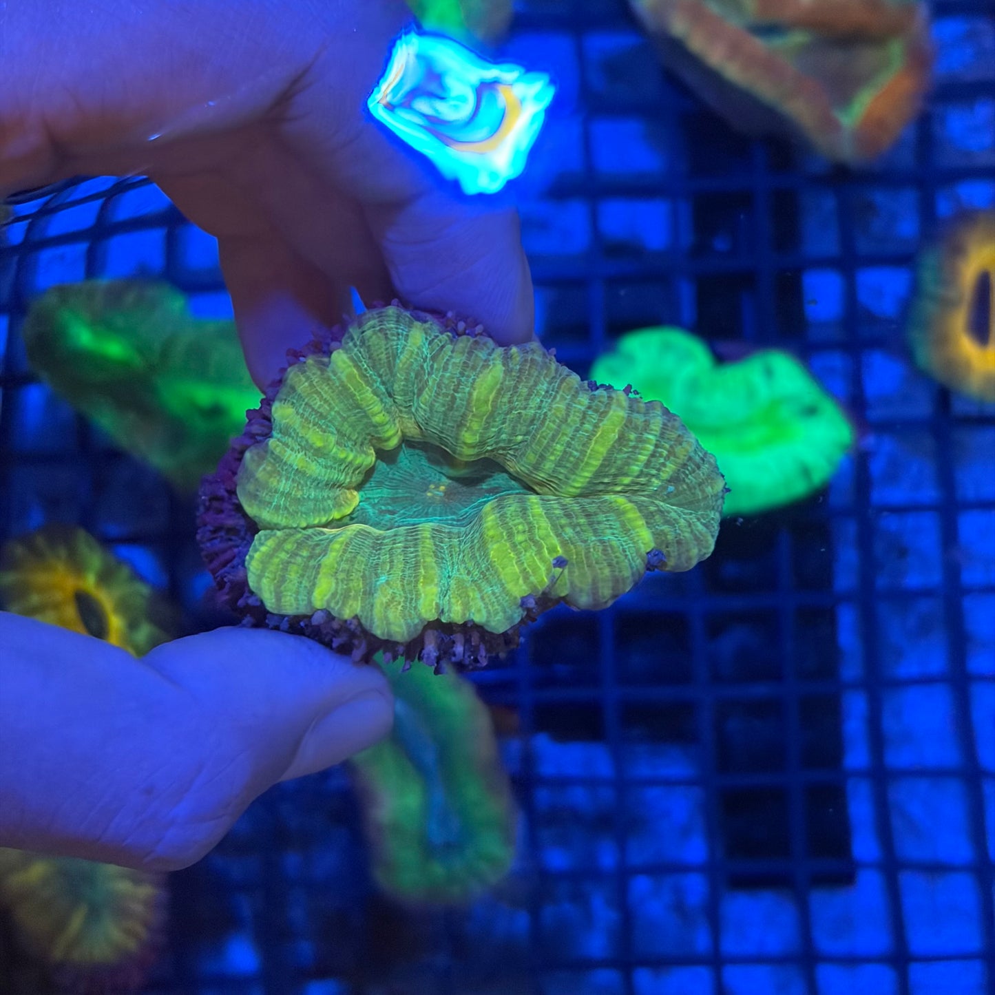 澳洲刺腦