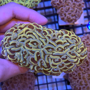 澳洲幻彩