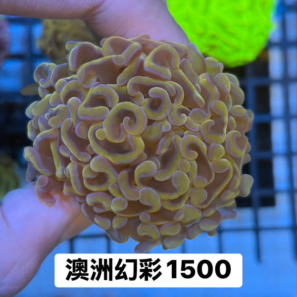 澳洲幻彩榔頭