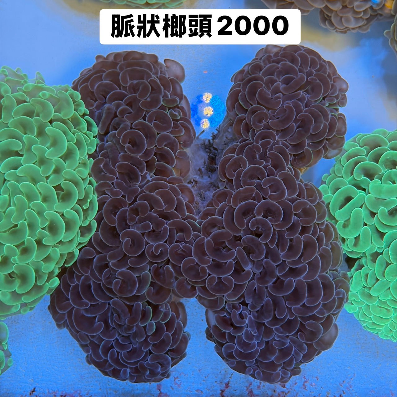 脈狀榔頭