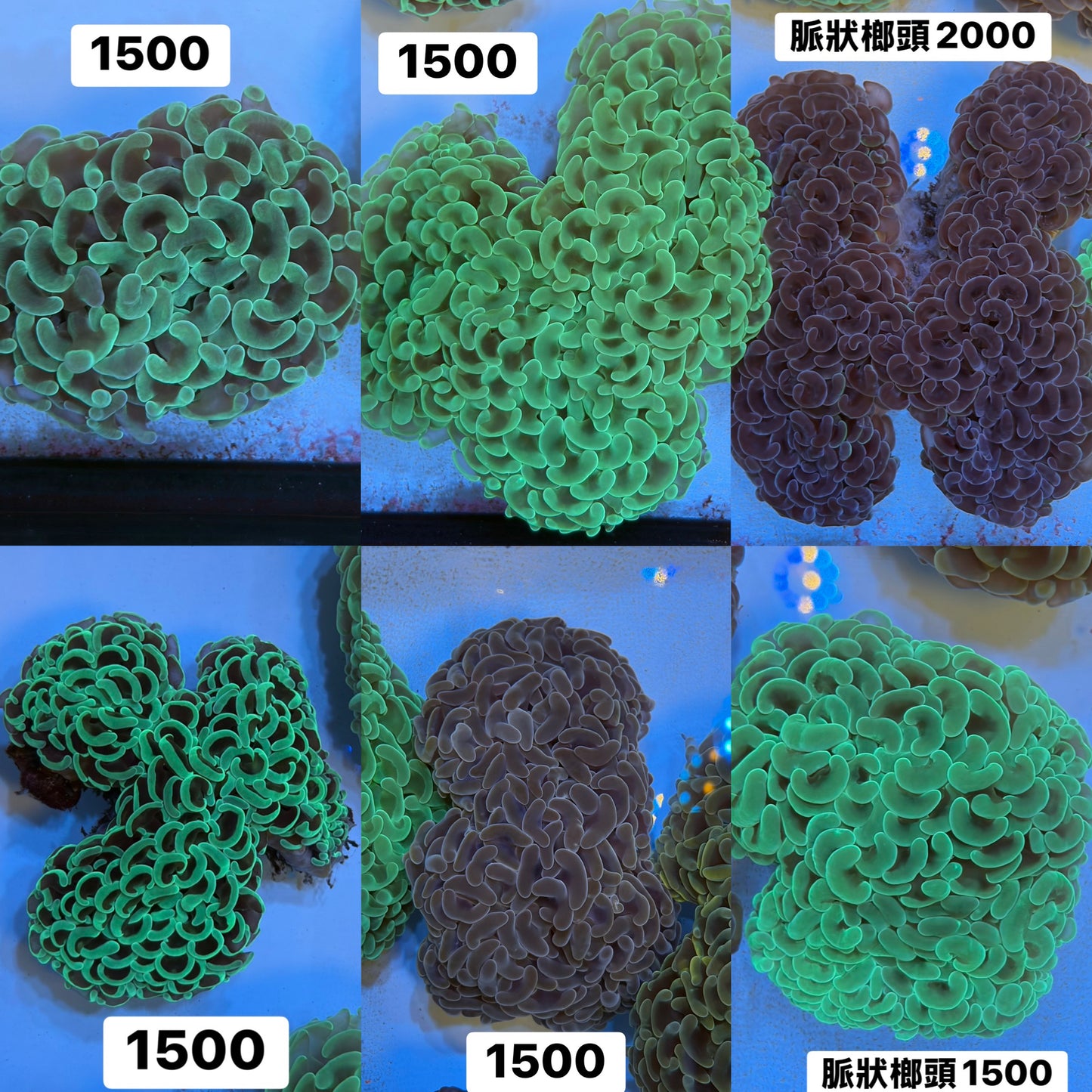 脈狀榔頭