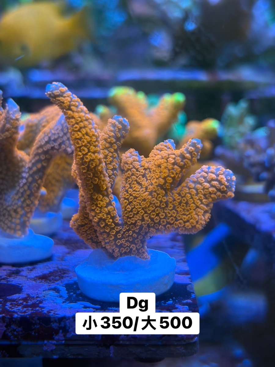 雙色Dg - 我家有魚 House fish