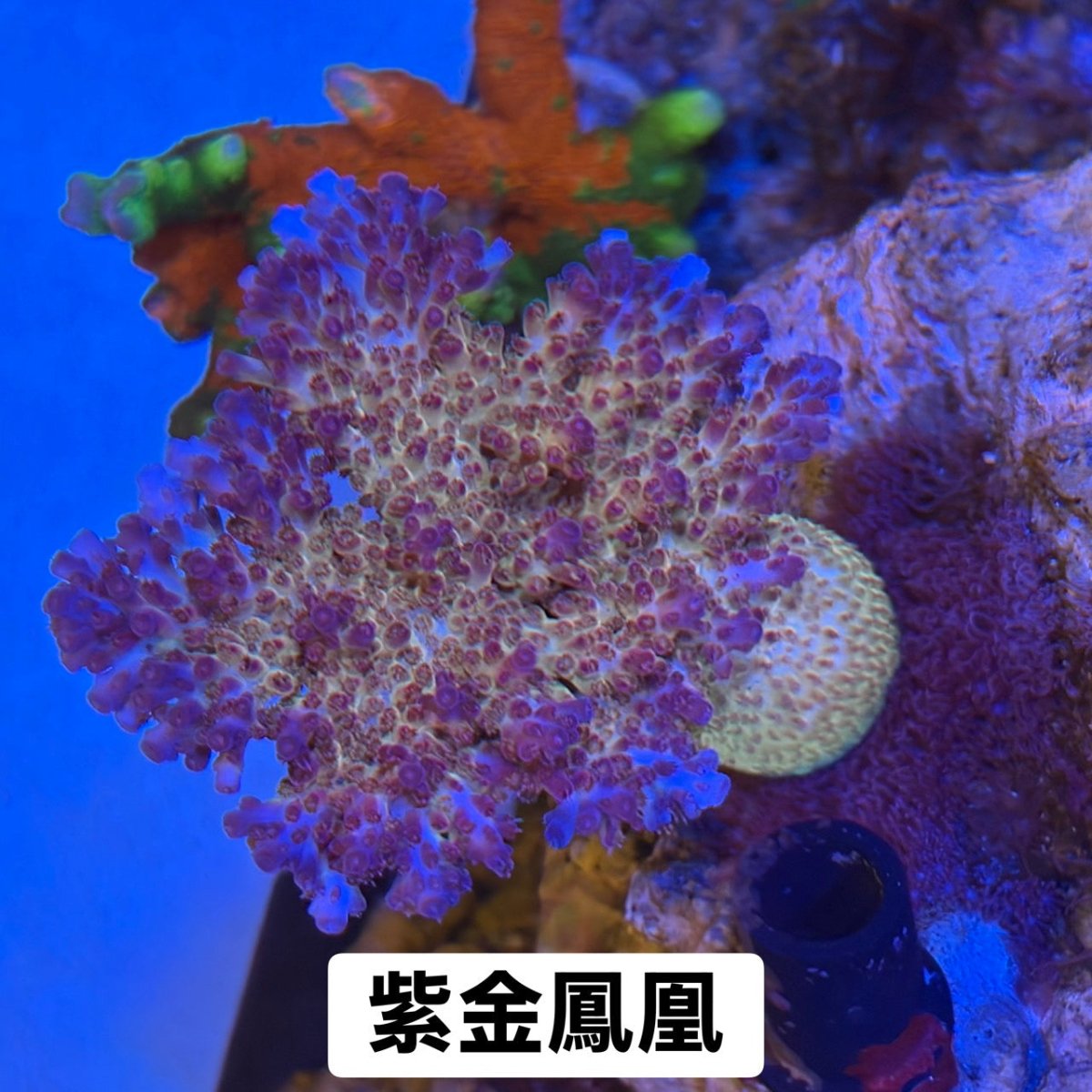紫金鳳凰 - 我家有魚 House fish