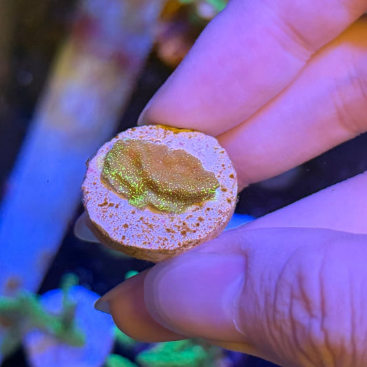 入門珊瑚 - 我家有魚 House fish
