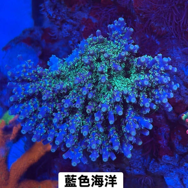 藍色海洋 - 我家有魚 House fish