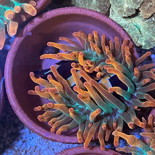 紅奶嘴 - 我家有魚 House fish