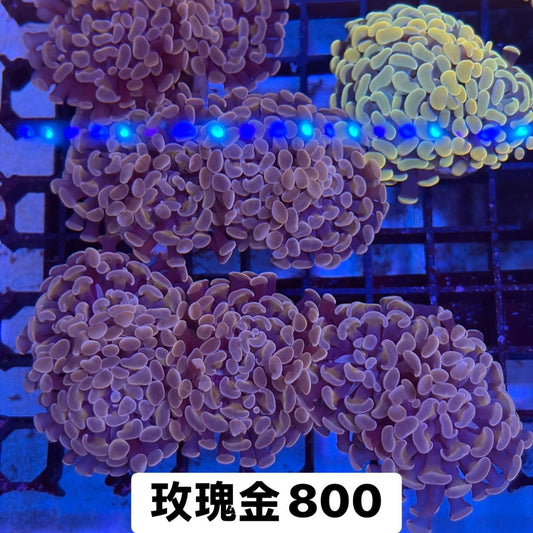 玫瑰金榔頭 - 我家有魚 House fish