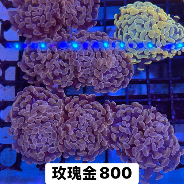 玫瑰金榔頭 - 我家有魚 House fish