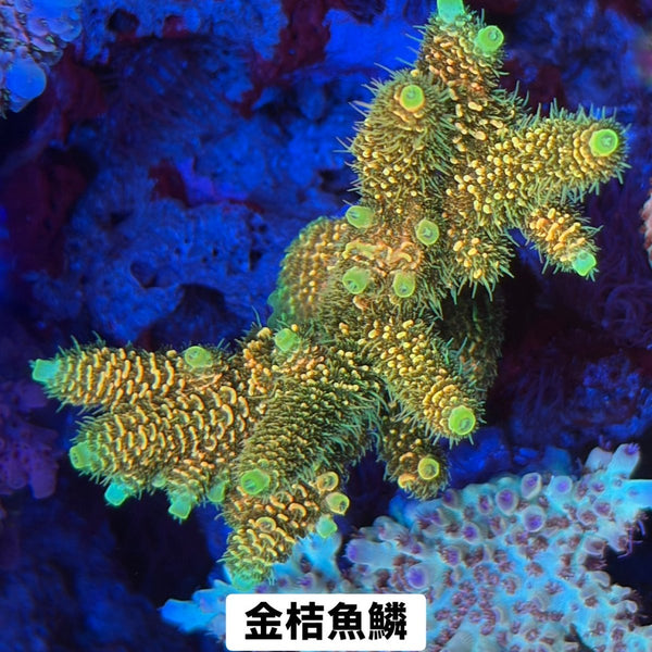金桔魚鱗 - 我家有魚 House fish
