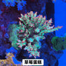 草莓蛋糕 - 我家有魚 House fish