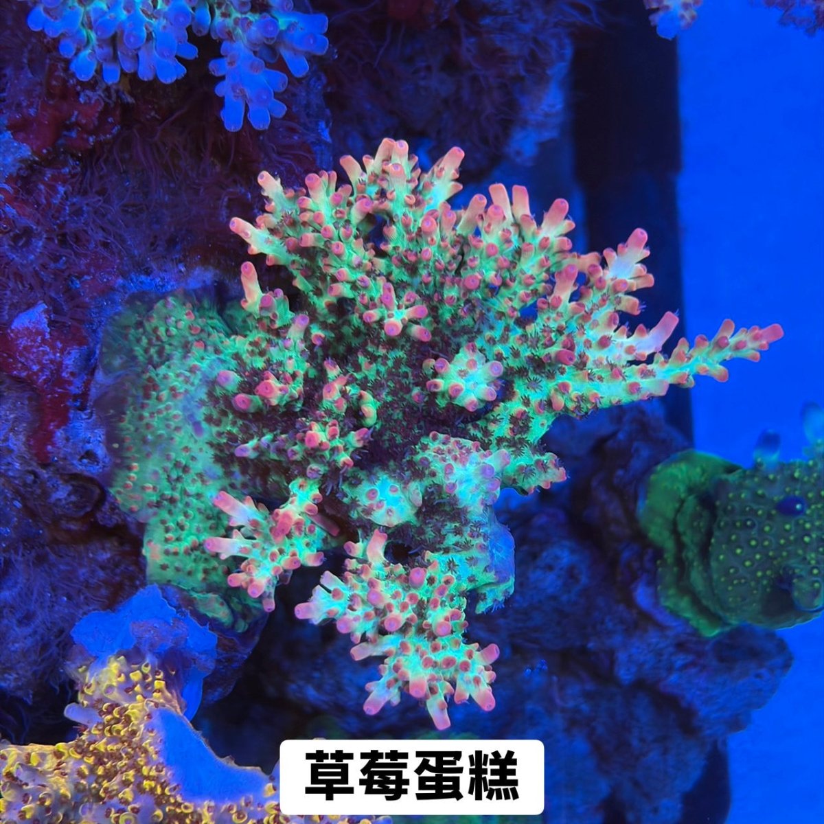 草莓蛋糕 - 我家有魚 House fish