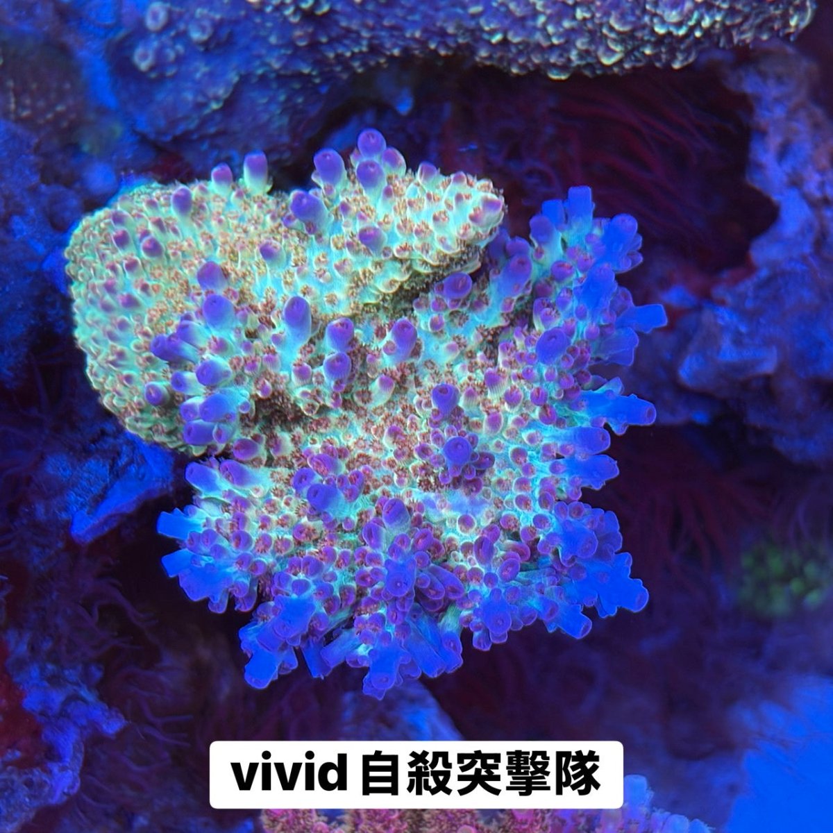 自殺突擊隊 - 我家有魚 House fish