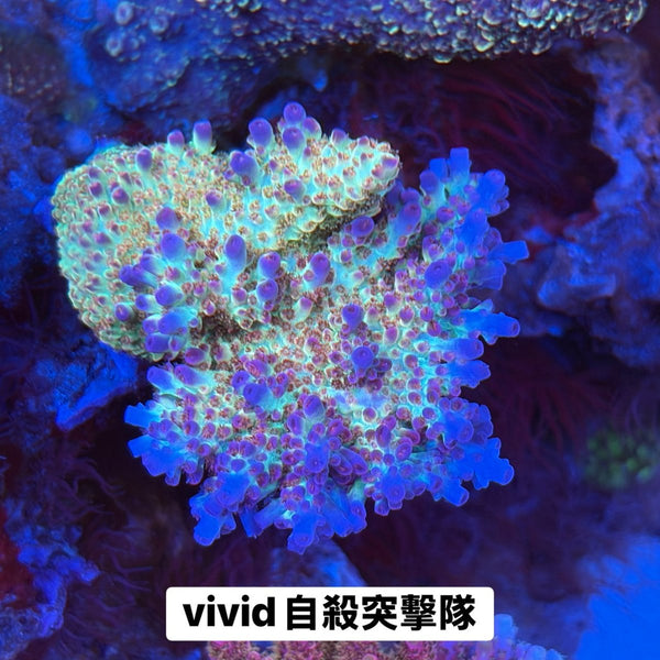 自殺突擊隊 - 我家有魚 House fish