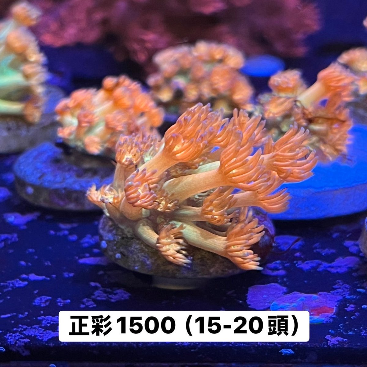 豹紋單胞 - 我家有魚 House fish