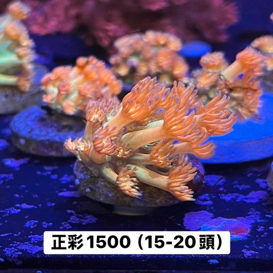 豹紋單胞 - 我家有魚 House fish