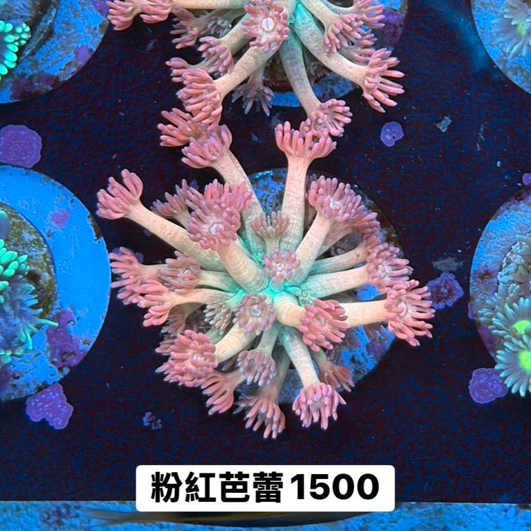粉紅芭蕾單包 - 我家有魚 House fish