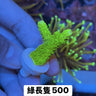 綠長隻 - 我家有魚 House fish