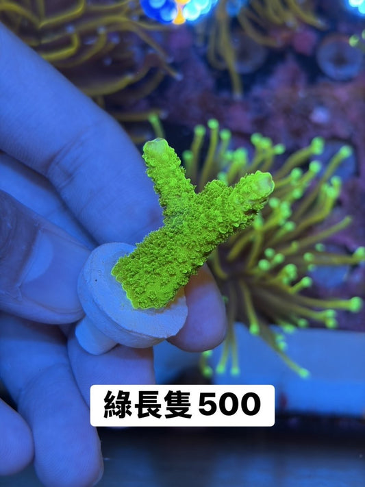 綠長隻 - 我家有魚 House fish