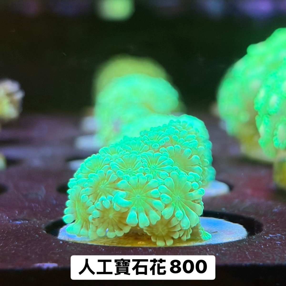 人工寶石花 - 我家有魚 House fish