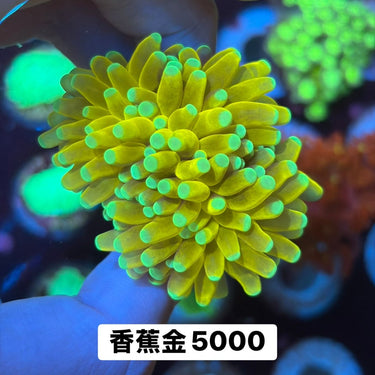 菲律賓金米粉 - 我家有魚 House fish
