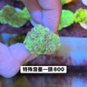 特殊潑墨榔頭 - 我家有魚 House fish
