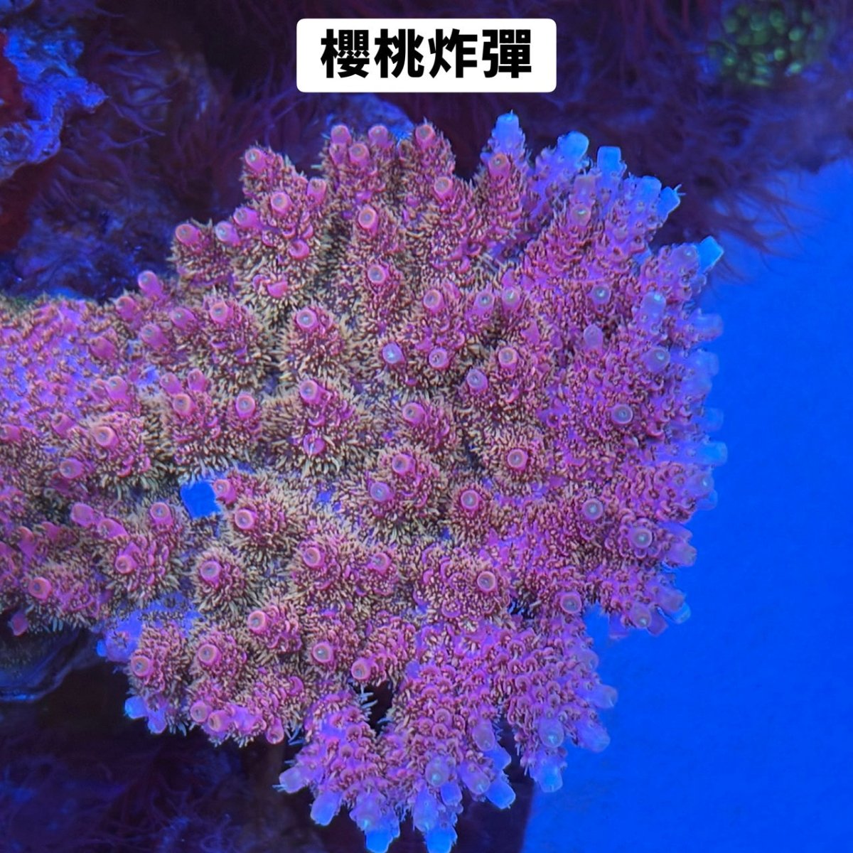 櫻桃炸彈 - 我家有魚 House fish