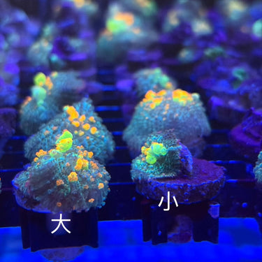 美國彈跳菇 - 我家有魚 House fish