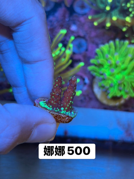 美國娜娜 - 我家有魚 House fish