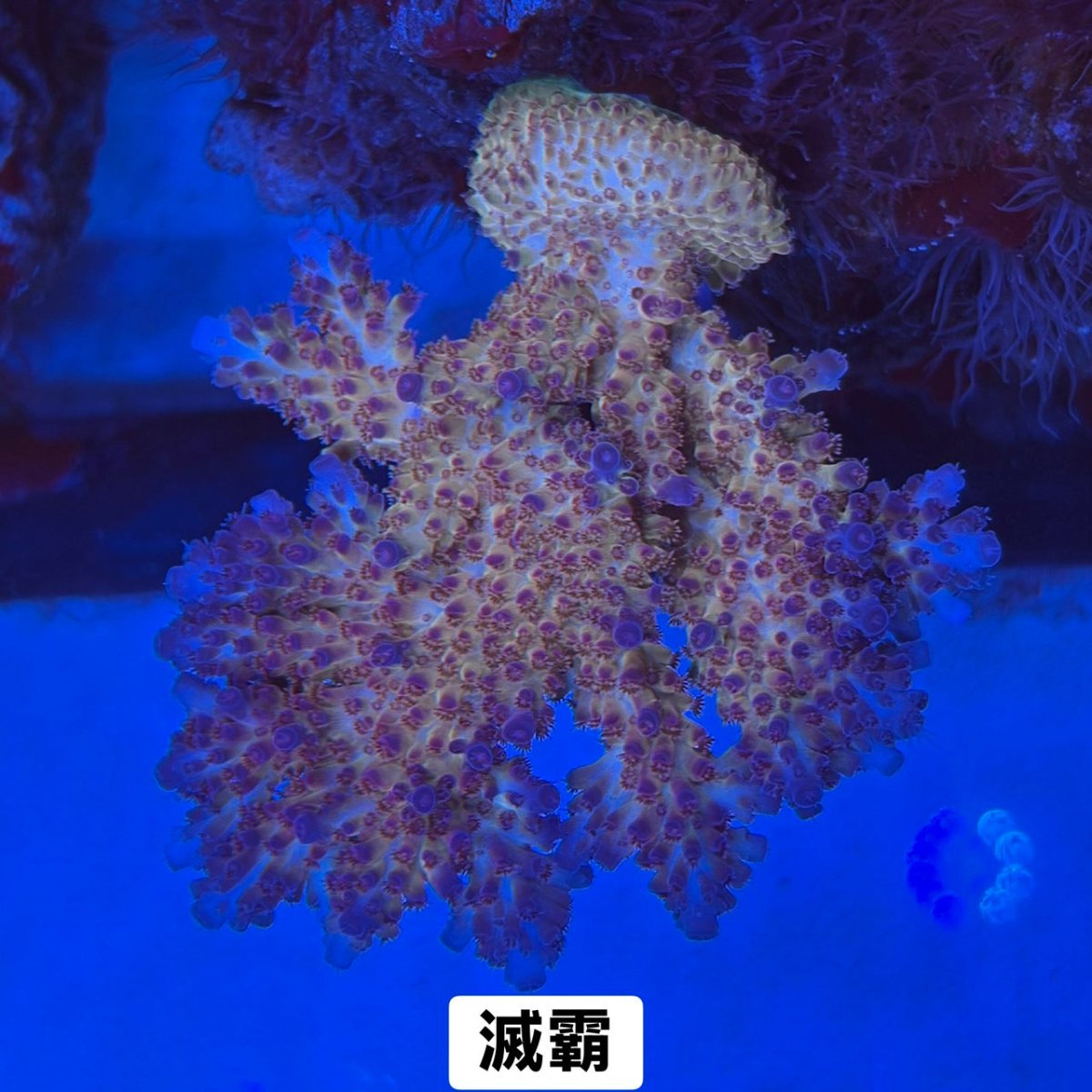 滅霸 - 我家有魚 House fish