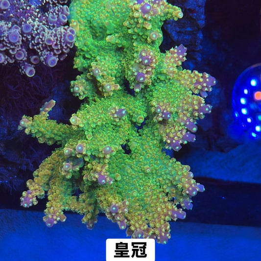 皇冠 - 我家有魚 House fish