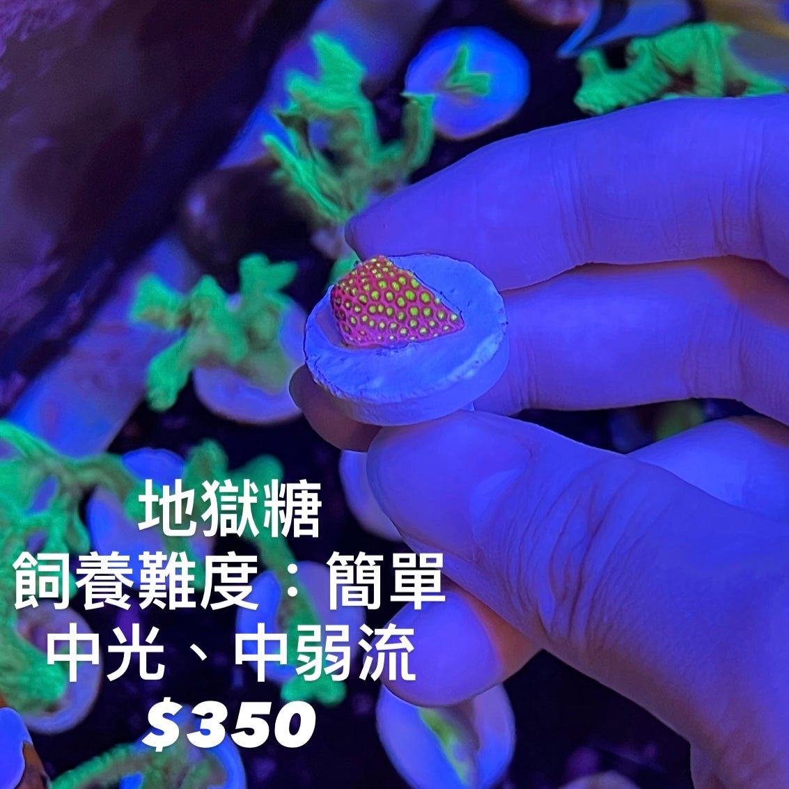 入門珊瑚 - 我家有魚 House fish